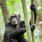 Foto 7 Chimpanzee