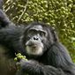 Foto 19 Chimpanzee