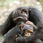 Foto 6 Chimpanzee