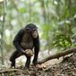 Foto 3 Chimpanzee
