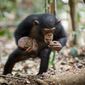 Foto 1 Chimpanzee