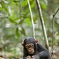 Chimpanzee/Cimpanzeul