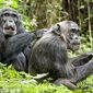 Foto 18 Chimpanzee