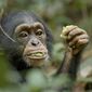 Foto 24 Chimpanzee