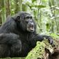 Foto 14 Chimpanzee