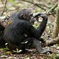 Foto 9 Chimpanzee