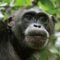 Foto 27 Chimpanzee