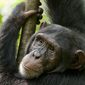 Foto 16 Chimpanzee