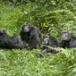 Foto 12 Chimpanzee