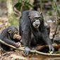 Foto 10 Chimpanzee