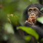 Foto 5 Chimpanzee