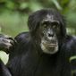 Foto 13 Chimpanzee
