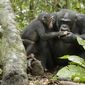 Foto 25 Chimpanzee
