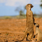 Imagine din galeria filmului The Meerkats