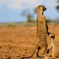 The Meerkats/The Meerkats