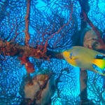 Imagine din galeria filmului OceanWorld 3D