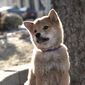 Foto 37 Hachiko: A Dog's Story