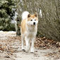 Foto 13 Hachiko: A Dog's Story