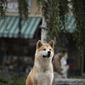 Hachiko: A Dog's Story/Hachiko: Povestea unui câine