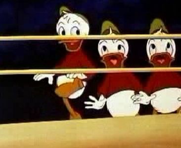 Canvas Back Duck