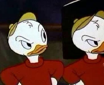 Canvas Back Duck