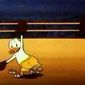 Canvas Back Duck/Canvas Back Duck