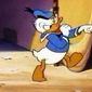 Foto 17 Canvas Back Duck