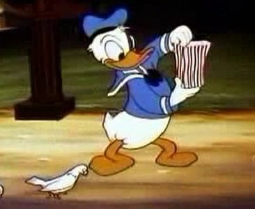 Canvas Back Duck
