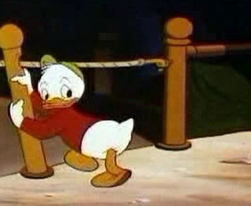 Canvas Back Duck
