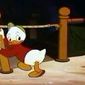 Canvas Back Duck/Canvas Back Duck