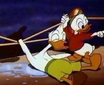 Canvas Back Duck