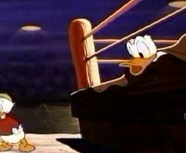 Canvas Back Duck
