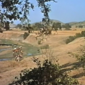 Tanganyika/Tanganyika