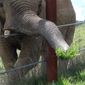 Tyke Elephant Outlaw/Tyke, elefantul răzvrătit