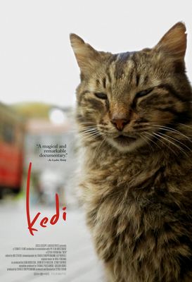 Kedi poster