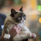 Foto 9 Grumpy Cat's Worst Christmas Ever
