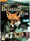 The Belstone Fox