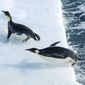 L'empereur/Marșul Pinguinilor: Chemarea misterioasă