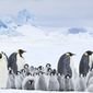 L'empereur/Marșul Pinguinilor: Chemarea misterioasă