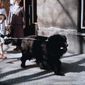 Der Junge mit dem großen schwarzen Hund/Der Junge mit dem großen schwarzen Hund