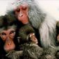 Le peuple singe/Poporul Maimuță