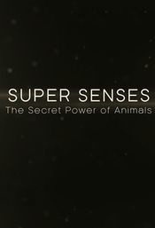 Poster Super Senses: The Secret Power of Animals