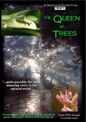 Poster The Queen of Trees