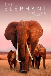Poster The Elephant Queen