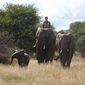 Phoenix Wilder: And the Great Elephant Adventure/Călătoria marelui elefant