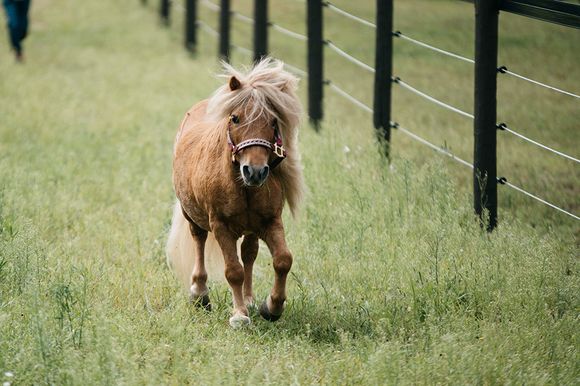 Ponysitters Club