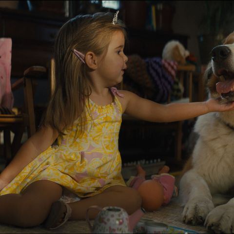 A Dog S Journey Cainele Adevăratul Meu Prieten 2 2019 Film