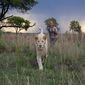 Foto 14 Daniah De Villiers în Mia and the White Lion