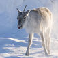 Foto 7 Aïlo: Une odyssée en Laponie