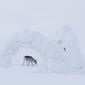 Foto 10 Aïlo: Une odyssée en Laponie